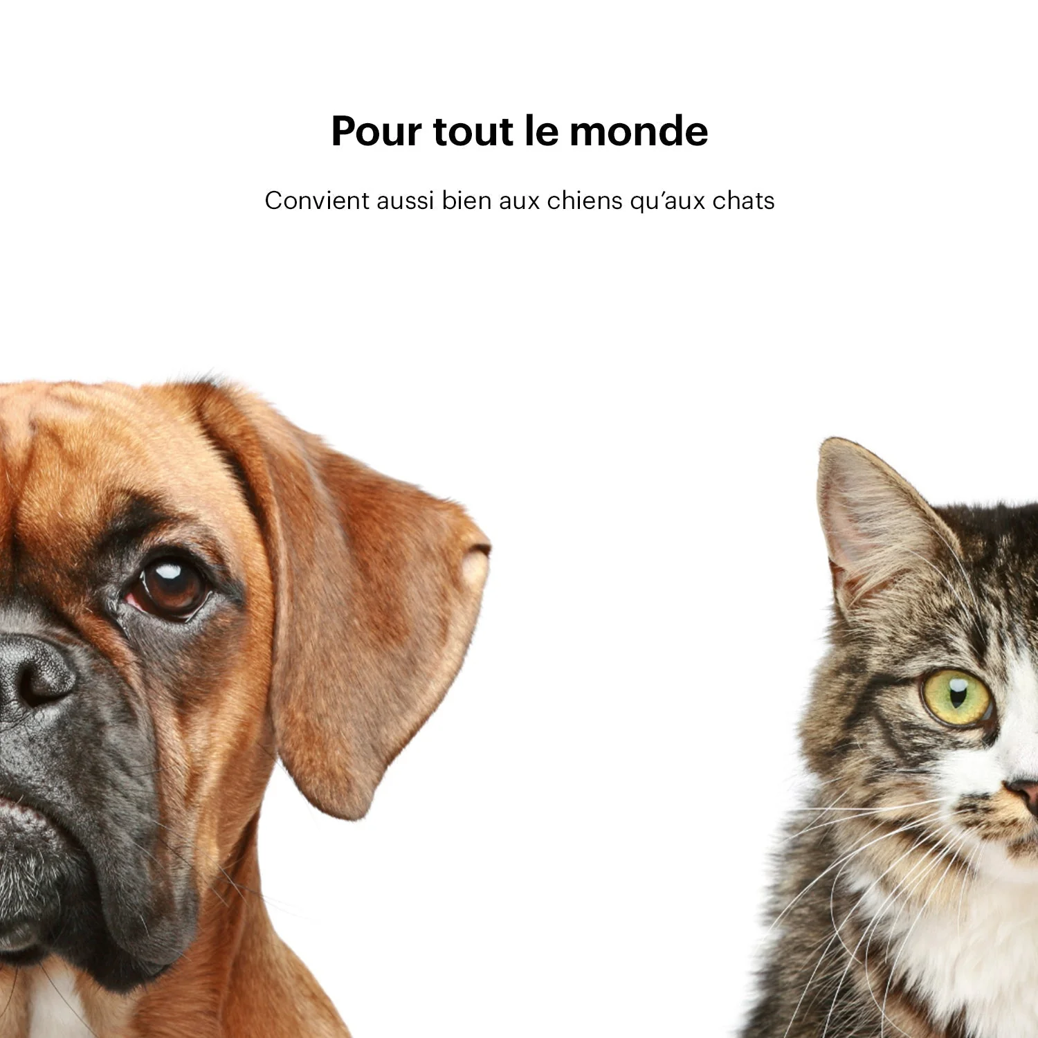 Distributeur de croquettes connecté avec caméra DAEWOO Nutrivision - Image 4